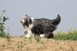 BEARDED COLLIE 154